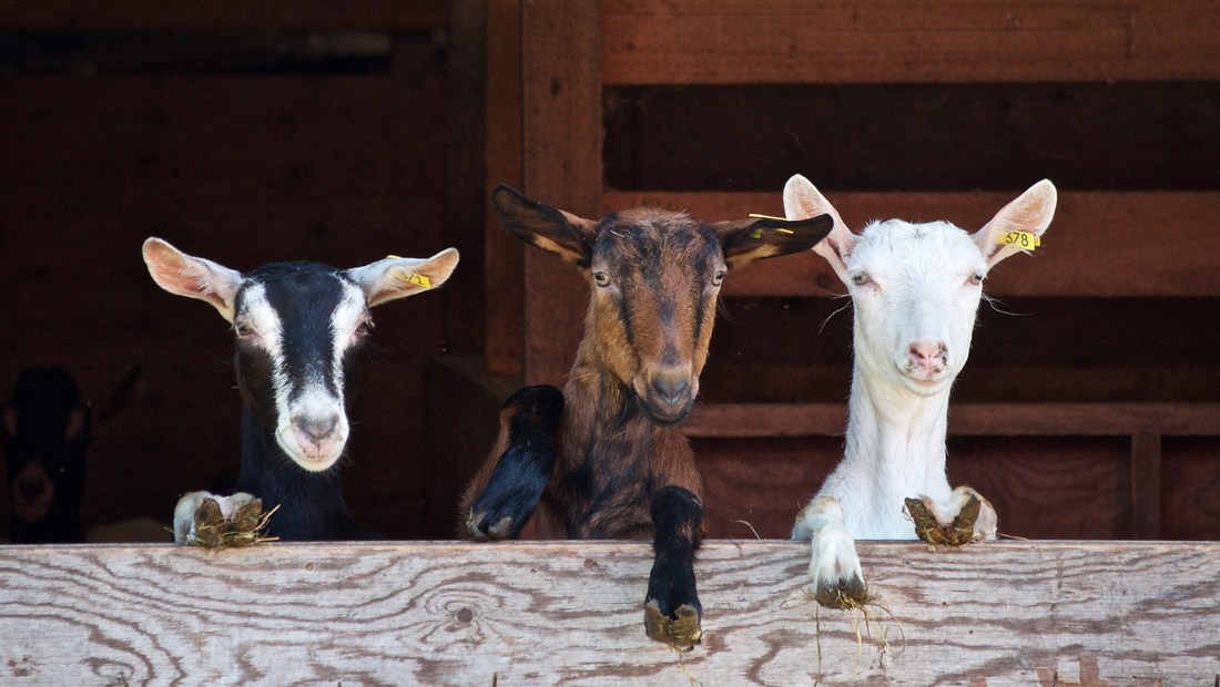 Beyond the Barn: The Hilarious Quirks and Personalities of Farm Animals You Never Knew Existed