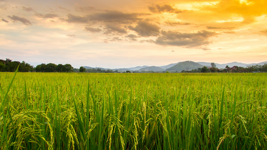 धान की खेती में मुनाफा कैसे बढ़ाएँ? - How to Increase Profit in Paddy Cultivation in Hindi