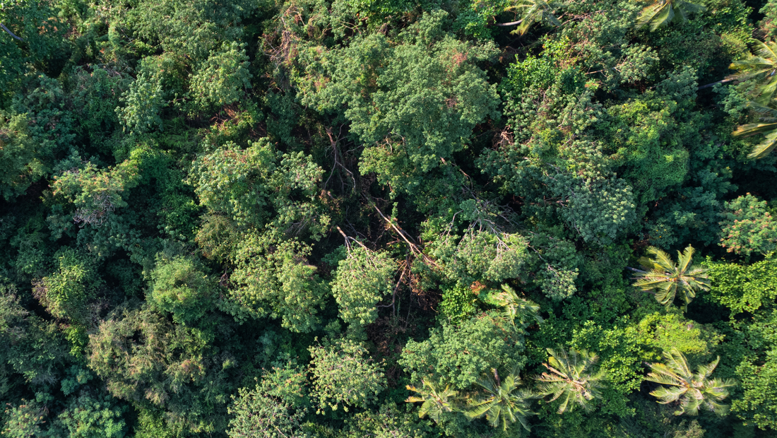 Agroforestry: Weaving Trees into Indian Farms for a Sustainable Future