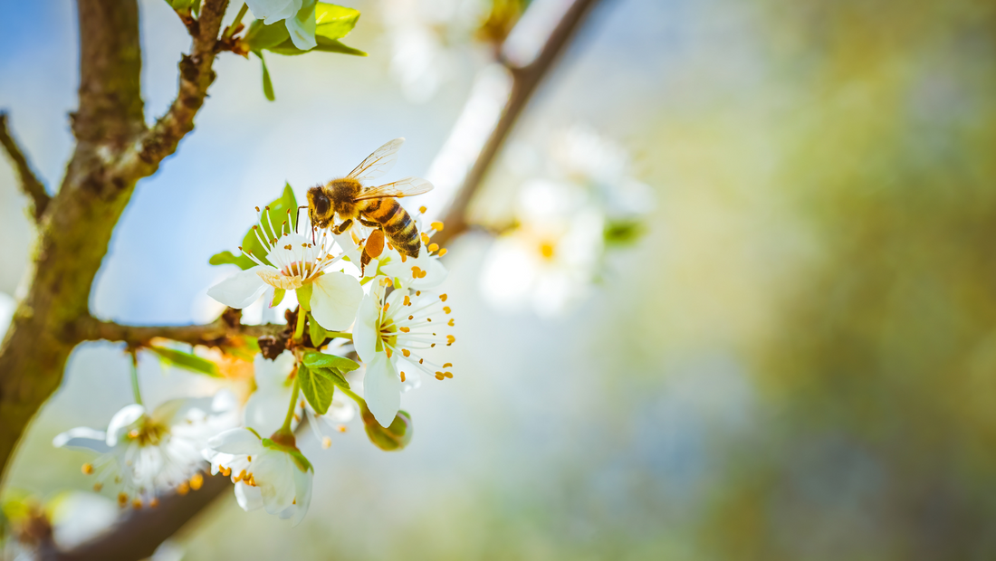 Meet the Unsung Heroes: The Bees, Worms, and Microbes Making Indian Agriculture Thrive
