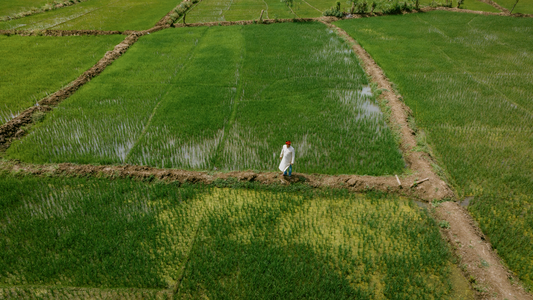 सिर्फ़ भोजन से कहीं ज़्यादा: स्थानीय खेतों का सामुदायिक प्रभाव - More Than Just Food: The Community Impact of Local Farms in Hindi