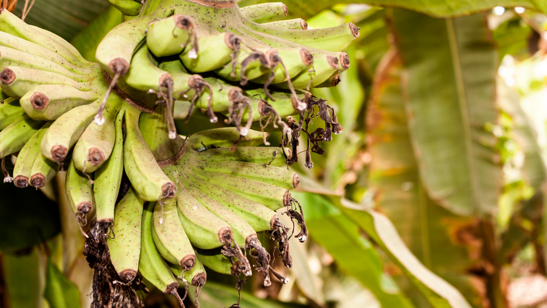 छिलके से परे: केले के बागान में असल में क्या होता है - Beyond the Peel: What Really Happens in a Banana Plantation in Hindi