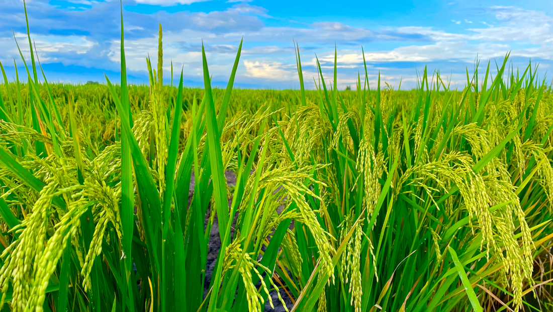 How Soil Testing Can Transform Indian Agriculture?