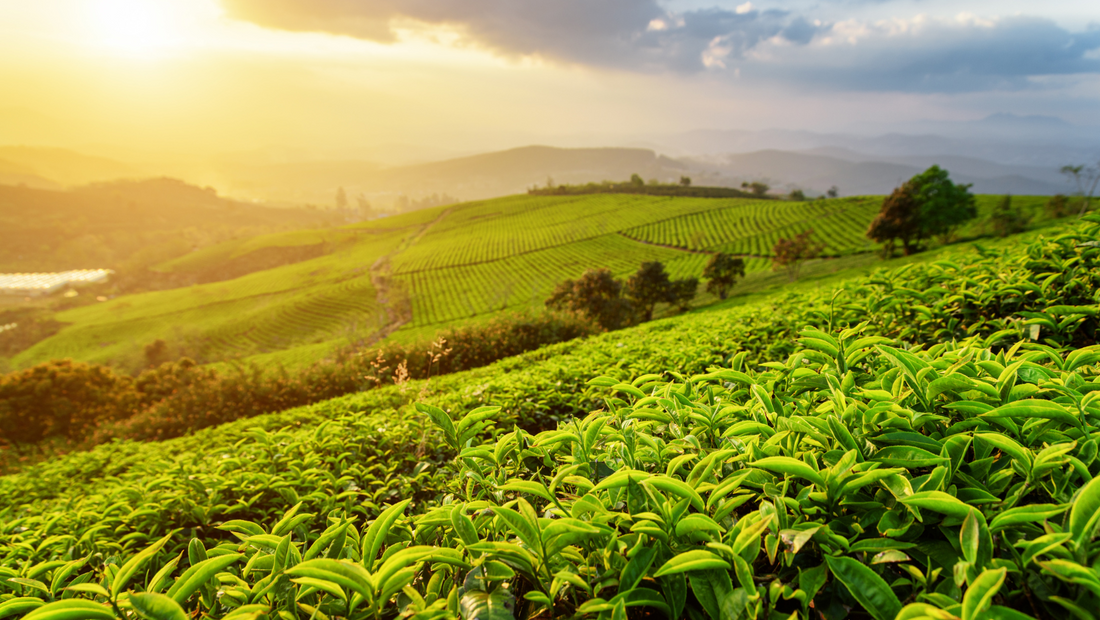 Why Your Morning Chai Tastes Different Everywhere: The Secret Life of Indian Tea Estates
