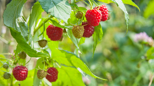 Planting a Legacy: The Revolutionary Idea of Food Forests