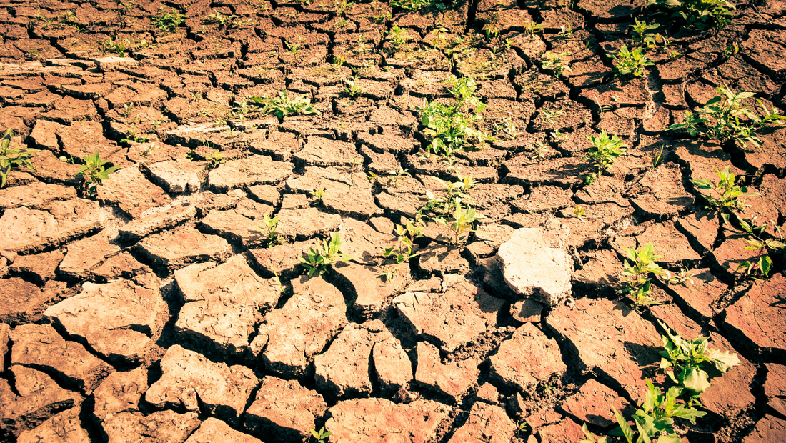 सूखा-प्रूफिंग आपका खेत: स्थानीय जल संरक्षण तकनीकें - Drought-Proofing Your Farm: Localized Water Conservation Techniques in Hindi
