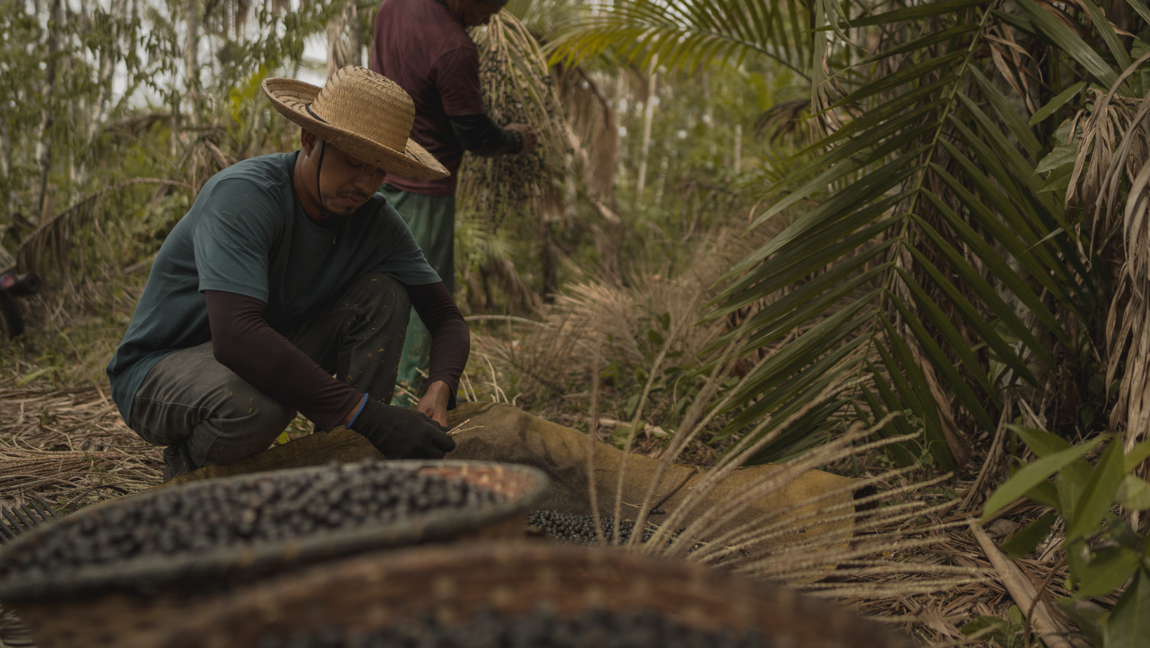 Challenges and Innovations in Tropical Plantation Management – Krishivardha