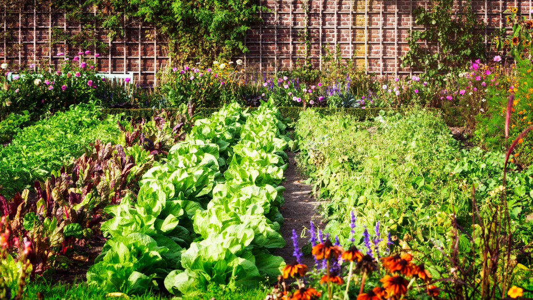 मूल से हटकर: अपने बगीचे के लिए अनोखे खाद्य पदार्थ - Beyond the Basics: Unearthing Unique Edibles for Your Garden in Hindi