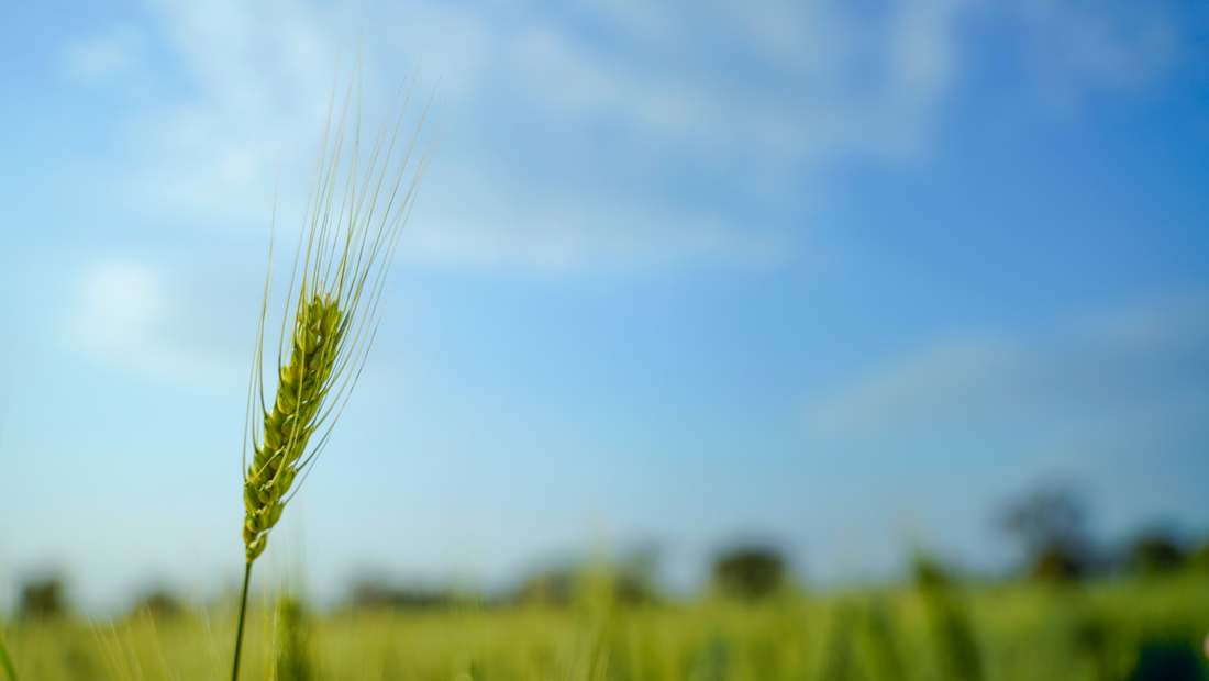 बदलाव के बीज: वैश्विक खाद्य सुरक्षा में भारत की भूमिका - Seeds of Change: India's Role in Global Food Security in Hindi