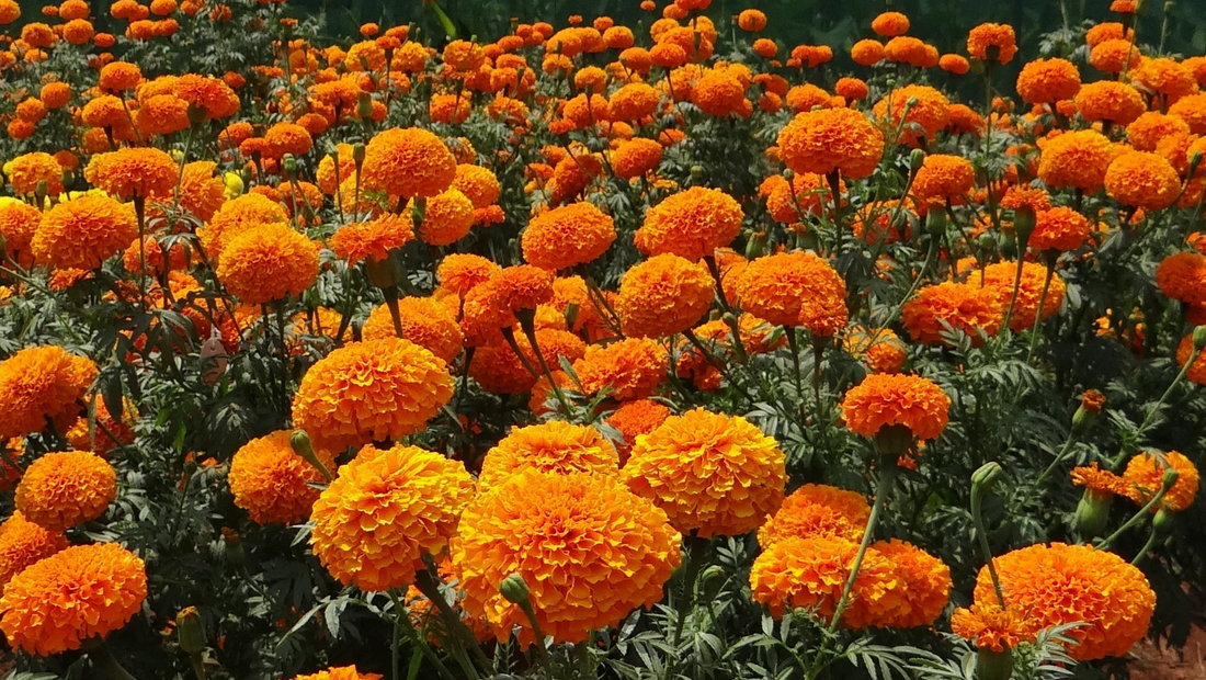 भारत की सांस्कृतिक विरासत में पेड़-पौधों का महत्व - The Living Tapestry: How Local Flora Shapes Our Festivals and Traditions in Hindi