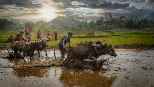 वैदिक काल में खेती: अनाज, पशुधन और प्राचीन भारतीय कृषि में पवित्र गाय - Vedic Period Farming: Grains, livestock, and the sacred cow in ancient Indian agriculture in Hindi