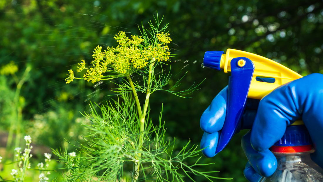 DIY Pest Control: Natural & Effective Ways to Protect Your Plants