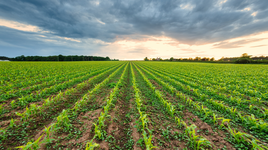 The Art of Crop Rotation: How Ancient Farmers Mastered Soil Fertility