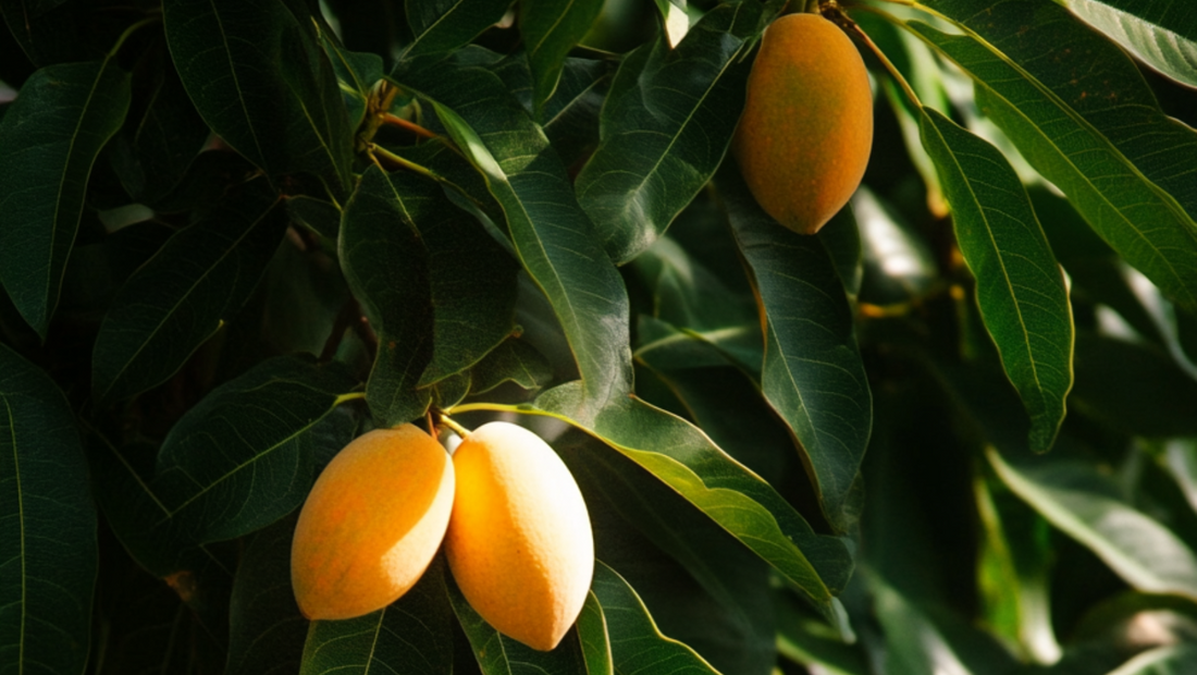 The Mango Whisperers: Tales from India's King of Fruits Orchards