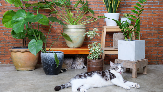 Gardening for the Forgetful: Best Plants that Thrive on Neglect
