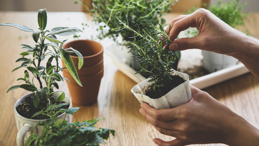 Growing Herbs Indoors: Fresh Flavors Year-Round