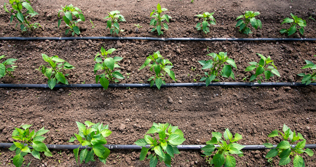 The Role of Drip Irrigation Technology in Indian Agriculture in Hindi - भारतीय कृषि में ड्रिप सिंचाई तकनीक की भूमिका