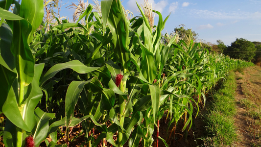 फसल चक्र का महत्व और इसके लाभ - The Importance of Crop Rotation and Its Benefits in Hindi