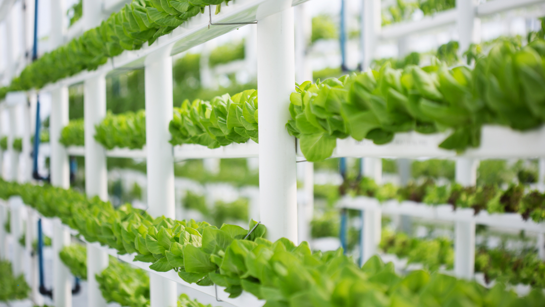 Vertical Farming: Is This the Future of Urban Agriculture?